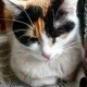 TechCat